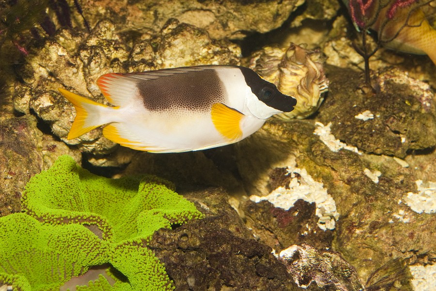 Magnificent Rabbitfish or Foxface (Siganus magnificus) in Aquarium